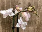 Double Spikes Phalaenopsis White Butterfly ‘Peloric’ (3" pot) - Image 5