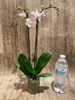 Double Spikes Phalaenopsis White Butterfly ‘Peloric’ (3" pot) - Image 6