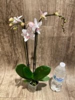 Double Spikes Phalaenopsis White Butterfly ‘Peloric’ (3" pot) - Image 7