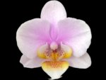 Double Spikes Phal. Nobby’s Pink Lady x Lucky Girl (3.5" pot)