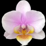 Double Spikes Phal. Nobby’s Pink Lady x Lucky Girl (3.5" pot)