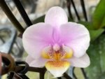 Double Spikes Phal. Nobby’s Pink Lady x Lucky Girl (3.5" pot) - Image 3