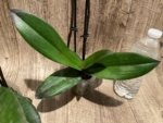 Double Spikes Phal. Nobby’s Pink Lady x Lucky Girl (3.5" pot) - Image 10