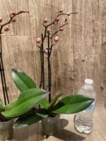 Double Spikes Phal. Nobby’s Pink Lady x Lucky Girl (3.5" pot) - Image 8