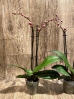 Double Spikes Phal. Nobby’s Pink Lady x Lucky Girl (3.5" pot) - Image 6