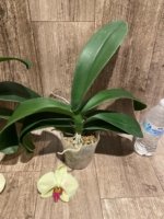Phalaenopsis Dolce Golden Beauty “LX149” (4.5" pot) - Image 7