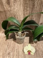 Phalaenopsis Dolce Golden Beauty “LX149” (4.5" pot) - Image 10