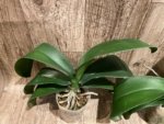 Phalaenopsis Dolce Golden Beauty “LX149” (4.5" pot) - Image 9