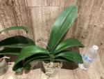 Phalaenopsis Dolce Golden Beauty “LX149” (4.5" pot) - Image 8