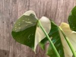 Rare Monstera Half Variegated (4” pot) - Image 6