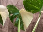 Rare Monstera Half Variegated (4” pot) - Image 7
