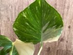 Rare Monstera Half Variegated (4” pot) - Image 10