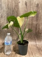 Rare Monstera Half Variegated (4” pot) - Image 4