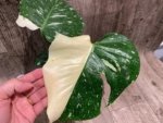 Rare Monstera Half Variegated (4” pot)