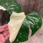 Rare Monstera Half Variegated (4” pot)