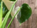 Rare Monstera Half Variegated (4” pot) - Image 8