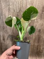 Rare Monstera Half Variegated (4” pot) - Image 5