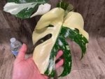Rare Monstera Half Variegated (4” pot)