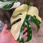 Rare Monstera Half Variegated (4” pot)