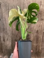 Rare Monstera Half Variegated (4” pot) - Image 7