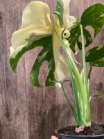 Rare Monstera Half Variegated (4” pot) - Image 9