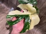 Rare Monstera Half Variegated (4” pot) - Image 3