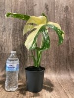 Rare Monstera Half Variegated (4” pot) - Image 5