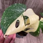 Rare Monstera Half Variegated (4” pot)