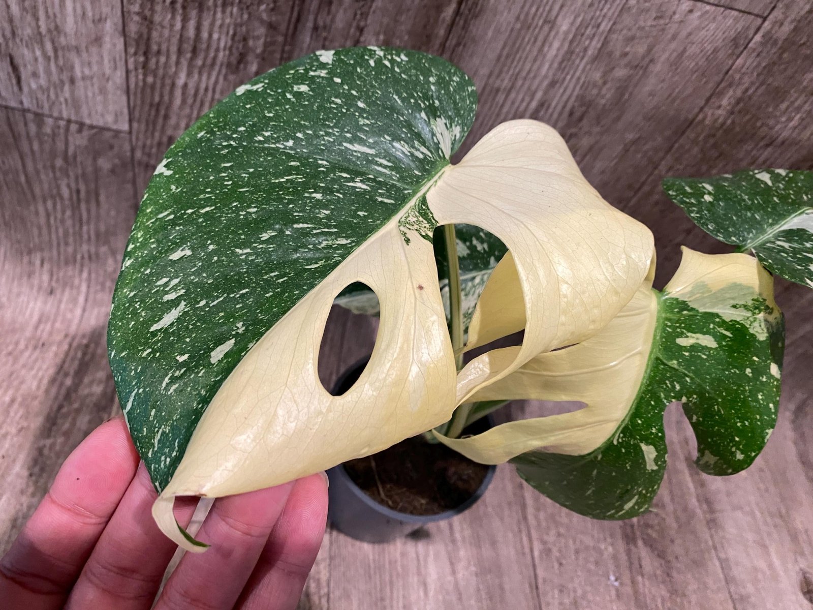 il_fullxfull.8279353753_8dec.jpg Rare Monstera Half Variegated (4” pot) - Image 1