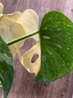 Rare Monstera Half Variegated (4” pot) - Image 2