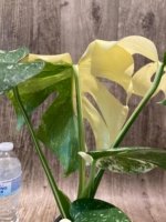 Rare Monstera Half Variegated (4” pot) - Image 8
