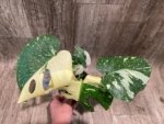 Rare Monstera Half Variegated (4” pot) - Image 5