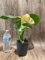 Rare Monstera Half Variegated (4” pot) - Image 9
