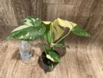 Rare Monstera Half Variegated (4” pot) - Image 7