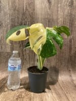 Rare Monstera Half Variegated (4” pot) - Image 11