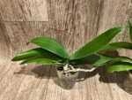 Phalaenopsis Shulong TWM-O1825 (3” Pot) - Image 6