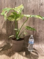 Rare Monstera Deliciosa 'Green Snow' Variegated Exact Plant (6.5” pot) - Image 15