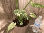 Rare Monstera Deliciosa 'Green Snow' Variegated Exact Plant (6.5” pot) - Image 18