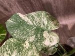 Rare Monstera Deliciosa 'Green Snow' Variegated Exact Plant (6.5” pot) - Image 12