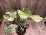 Rare Monstera Deliciosa 'Green Snow' Variegated Exact Plant (6.5” pot) - Image 14