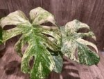 Rare Monstera Deliciosa 'Green Snow' Variegated Exact Plant (6.5” pot) - Image 7