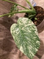 Rare Monstera Deliciosa 'Green Snow' Variegated Exact Plant (6.5” pot) - Image 11