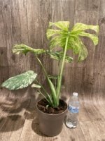 Rare Monstera Deliciosa 'Green Snow' Variegated Exact Plant (6.5” pot) - Image 19