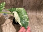 Rare Monstera Deliciosa White Monster Variegated Exact Plant (4” pot) - Image 5