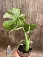 Rare Monstera Deliciosa White Monster Variegated Exact Plant (4” pot) - Image 6