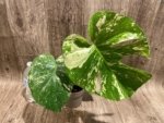 Rare Monstera Deliciosa White Monster Variegated Exact Plant (4” pot) - Image 2