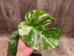 Rare Monstera Deliciosa White Monster Variegated Exact Plant (4” pot) - Image 7