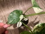 Rare Monstera Deliciosa White Monster Variegated Exact Plant (4” pot) - Image 13