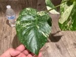 Rare Monstera Deliciosa White Monster Variegated Exact Plant (4” pot) - Image 4