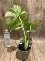 Rare Monstera Deliciosa White Monster Variegated Exact Plant (4” pot) - Image 15